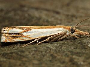 Crambus agitatellus