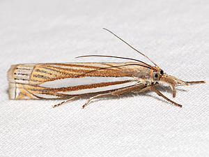 Crambus laqueatellus