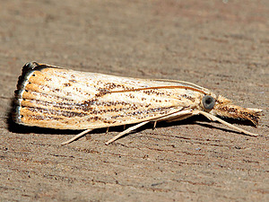 Agriphila ruricolellus