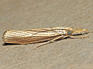 Agriphila vulgivagellus