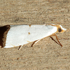 Argyria gonogramma