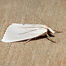 Urola nivalis