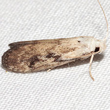 Aphomia fulminalis