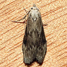 Aphomia terrenella