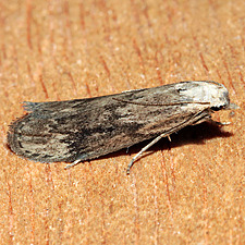 Aphomia terrenella