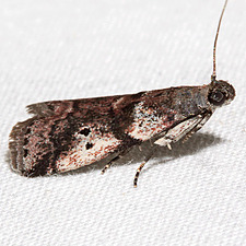 Acrobasis vaccinii