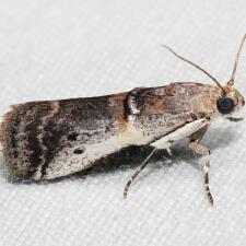 Acrobasis tumidulella