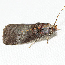 Acrobasis rubrifasciella