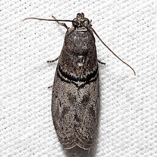 Immyrla nigrovittella