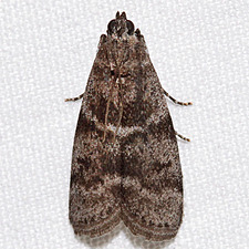 Actrix nyssaecolella