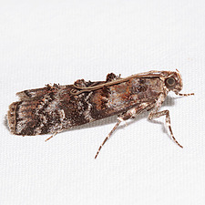 Dioryctria taedivorella