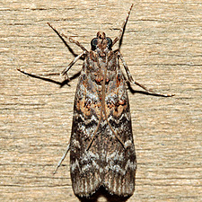 Dioryctria taedivorella