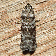 Laetilia myersella