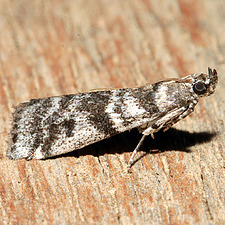 Laetilia myersella