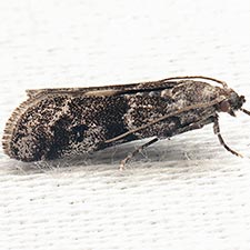 Laetilia fiskeella