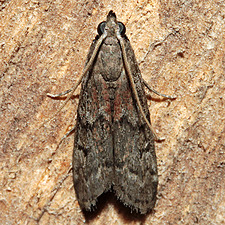 Vitula edmandsii