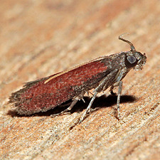 Varneria postremella