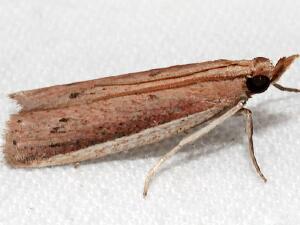 Peoria roseotinctella