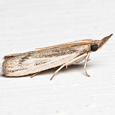 Peoria insularis