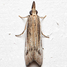 Peoria insularis