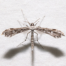 Hellinsia inquinatus