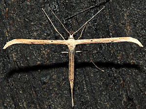 Emmelina monodactyla