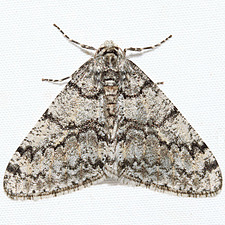 Phigalia denticulata