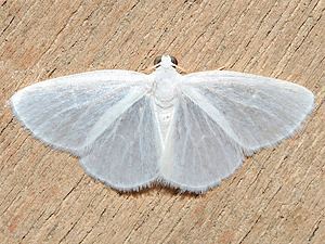 Lomographa vestaliata