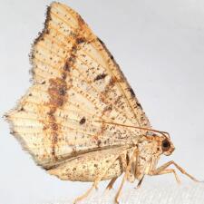 Probole amicaria