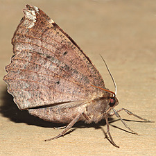 Eutrapela clemataria