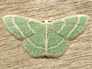 Chlorochlamys chloroleucaria