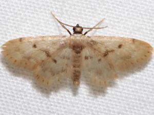 Idaea bonifata