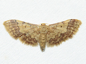 Idaea furciferata