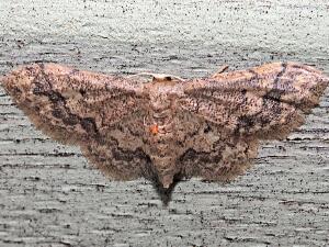 Idaea celtima