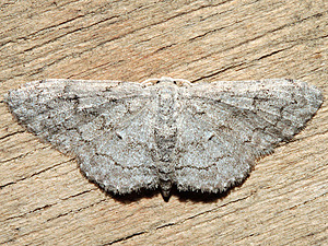 Idaea violacearia