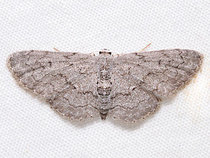 Idaea violacearia