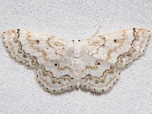 Idaea obfusaria