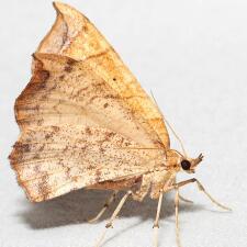 Eulithis diversilineata