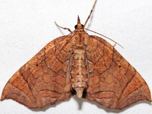 Eulithis gracilineata