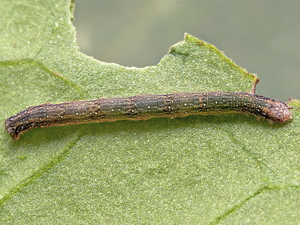 Disclisioprocta stellata