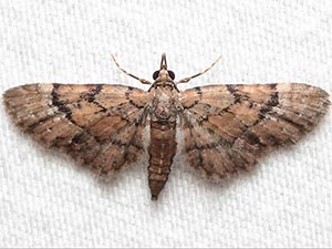 Eupithecia peckorum