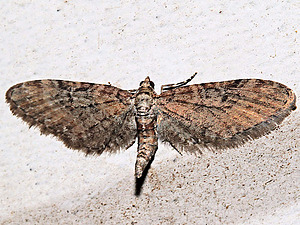 Eupithecia coloradensis