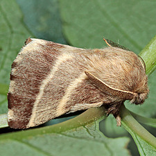 Malacosoma americana