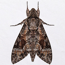 Agrius cingulata