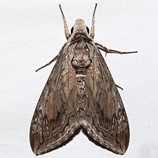 Manduca quinquemaculatus