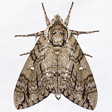 Ceratomia undulosa