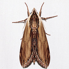 Sphinx kalmiae