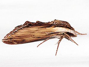 Sphinx kalmiae