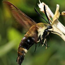 Hemaris diffinis