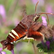 Amphion floridensis